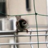 スズメとボクたち