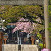 六孫王神社の八重桜