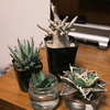 【アガベ・アデニウム・アロエ】みんな大好きシマムラ園芸で久しぶりに植物購入！
