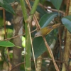 ルリオタイヨウチョウ Mrs. Gould's Sunbird