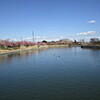 宮島池公園の河津桜が満開