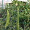 週末農園 - スナック豌豆(エンドウ)・・・収穫編