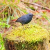 カワビタキ（鉛色水鶫： Plumbeous Water Redstart）