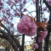 八重桜