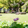 庭園のハス、艶やかに。