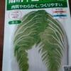 秋野菜　種蒔き