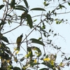 クロボウシヒヨドリ Black-crested Bulbul