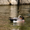 都立水元公園のアメリカヒドリ