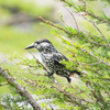 高山の野鳥たち（白峰三山周辺）