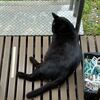 今朝の黒猫