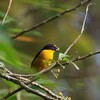 スミレフウキンチョウ(Violaceous Euphonia)