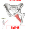 【恥骨筋とは？〜知られざる股関節の要〜】