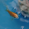 金魚を選定する