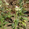 種子から育てたストックの花芽が色づいて