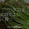 2076食目「サニーレタスは人の背丈より高く育つ」レタスタワー＠佐賀の実家にて
