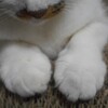 飛び出す！  バターナッツかぼちゃ。