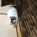21歳と０歳仔猫の一人と一匹暮らし