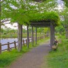 乙戸沼公園の藤棚～つくば市とその周辺の風景写真案内（４３６）