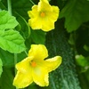 ゴーヤの花と実