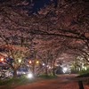 荒神山の夜桜