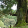 丹沢山地に立つ中川の箒杉