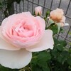 薔薇との暮らしから引っ越しました。