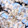 安曇野の桜