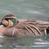 長池公園に珍客