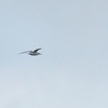 オオアジサシ Crested Tern