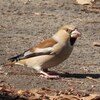 兵庫県）甲山森林公園（広河原）。シメ、シロハラ、アオジ、ウグイス、メジロ、エナガ、シジュウカラ、ジョウビタキ、カルガモ。※