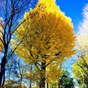 sonomari’s blog
