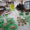 2017/2/18　長潟【越前水産　網元直売所】