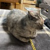やっと週末、思ってた以上に疲れている