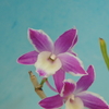 Dendrobium Hamana Lake　覆輪花 