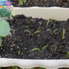 庭で秋野菜 06　【ブロッコリー、ソロモン 】