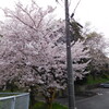 ＜写真＞阿久比町紹介シリーズ！城山公園の入口前の桜