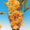 Dendrobium griffithianum　select