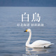 【旅フォト】野生の白鳥！北海道・屈斜路湖へ行ったら神々しい景色だった。