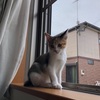 子猫の写真が撮れない( ´△｀)