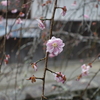 生身天満宮