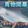 ジグ➕タイラバネクタイ、色んな魚に効果あります^ ^