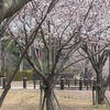 桜は満開ですが