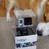 GoPro買ったったｗｗ　早速うちのコーギー犬に装着した結果