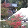 紅葉はまだのようです。九年庵