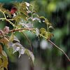 ノウゼンカツラと雨