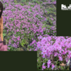 フウナ in リアル　2026・５月 春🌸桜🌸巡り　番外編　～本栖湖 富士芝桜まつり 0２～