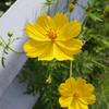 田舎の空気が好きって話と芝生の生育の話