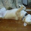  犬の寝相