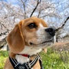 桜さくら2021