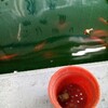 池袋で魚釣り@西武百貨店屋上。